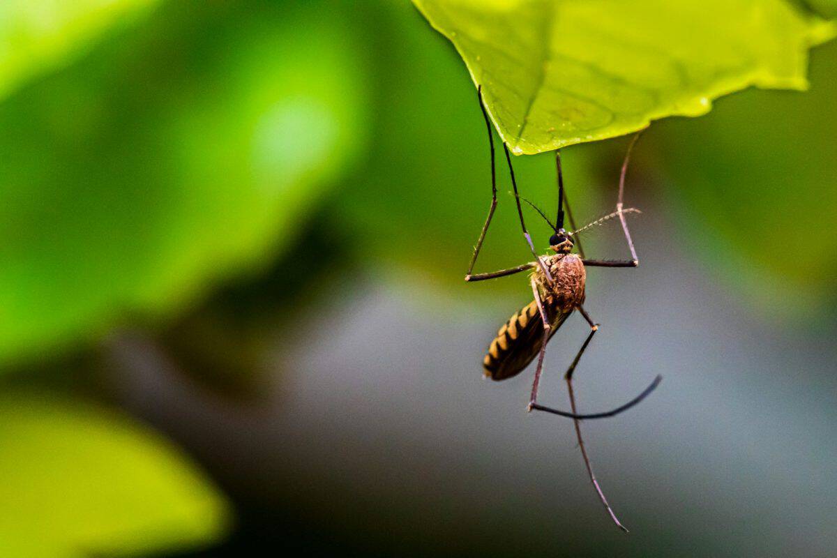 ¿Qué es una mosquitera enrollable?
