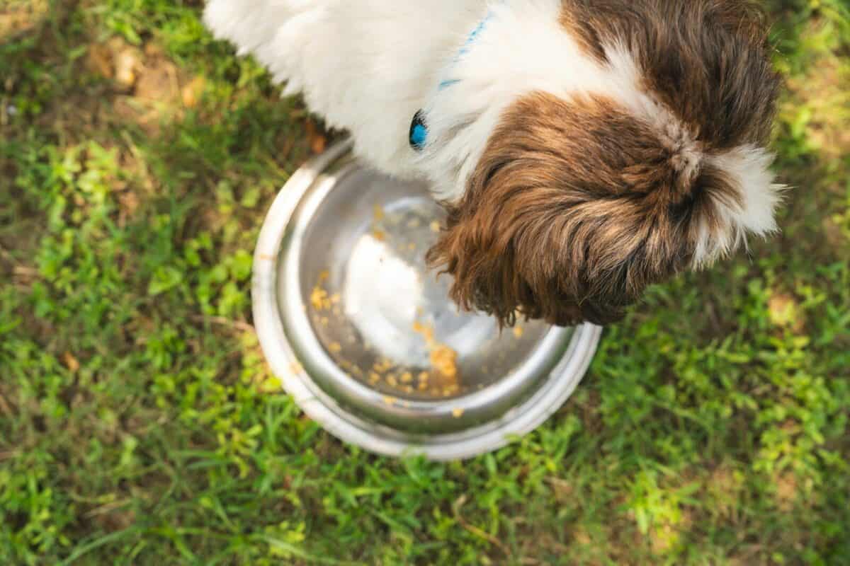 elegir comida natural para perros