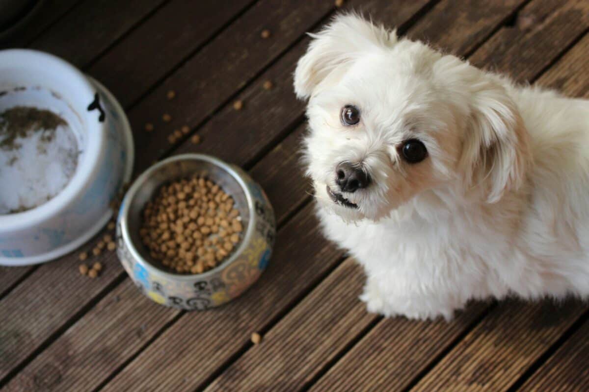 Cómo elegir comida natural para perros leyendo la etiqueta