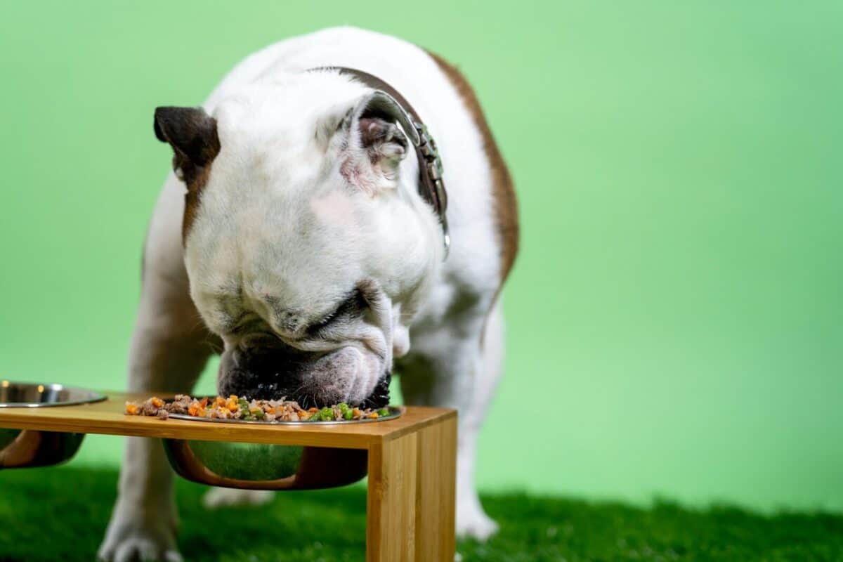 elegir comida natural para perros leyendo la etiqueta